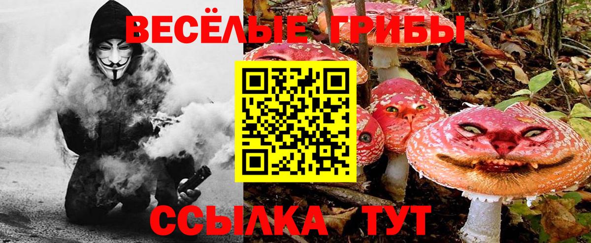 Псилоцибиновые грибы Psilocybe Пушкино